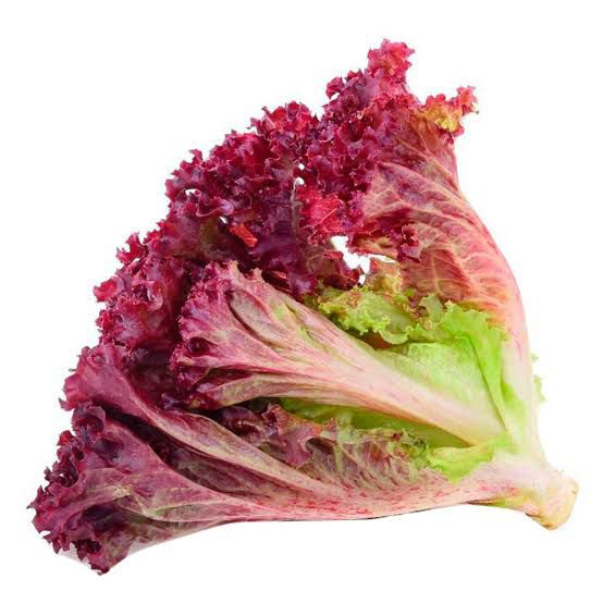 Alface Roxa